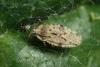 Tingis sp.